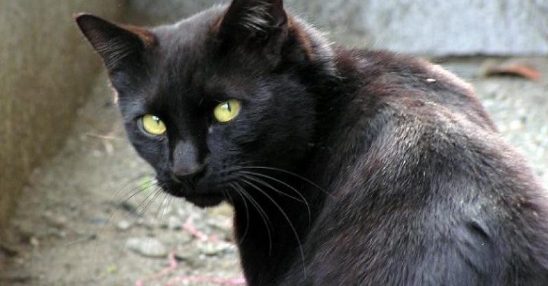 『黒猫が縁起が悪い』って迷信は間違い！？その本当の理由とは… いいね！ニュース