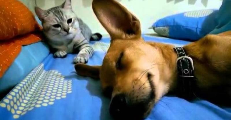 なんで 理不尽な猫パンチが 気持ちよく寝ている犬を襲う いいね ニュース
