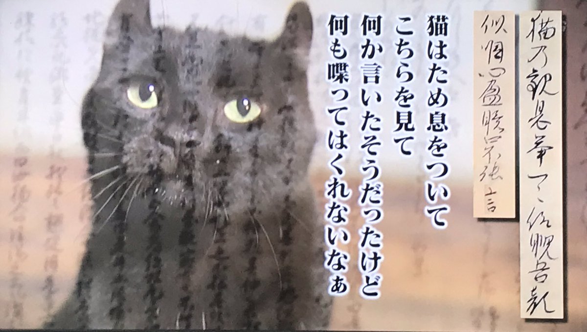 天皇までも猫に翻弄される 平安時代の天皇陛下 宇多天皇の日記が面白いｗ いいね ニュース