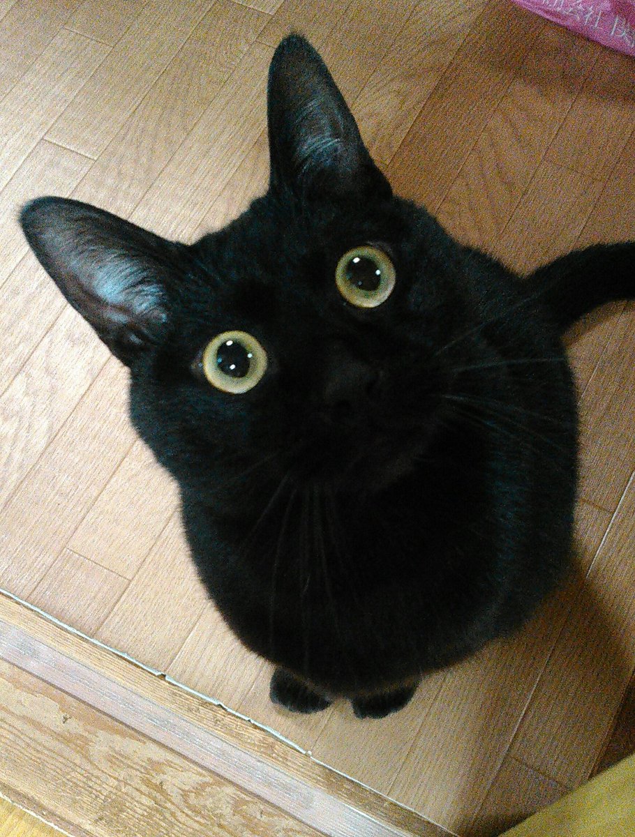 ご飯をおねだりする黒猫の目がまるでビー玉 そんな目で見つめないでーー いいね ニュース