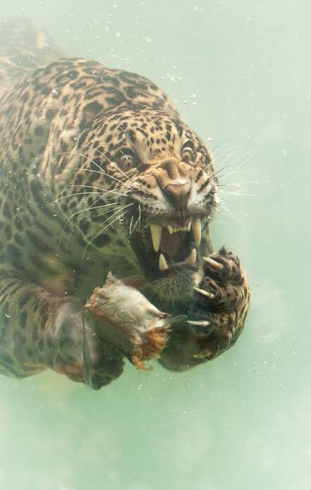 水中で餌を食べるジャガー 水中での表情がかっこいいが怖すぎる いいね ニュース